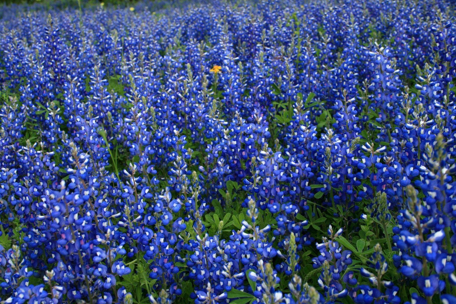 1600x1070 bluebonnets wallpaper. Blue bonnets, Blue, Desktop