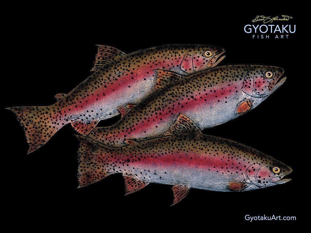 1030x770 Trout Wallpaper 20201 Wallpaper, Desktop