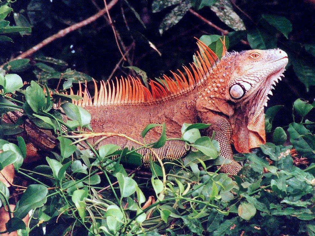 1030x770 Red Iguana wallpaper Wallpaper, Desktop