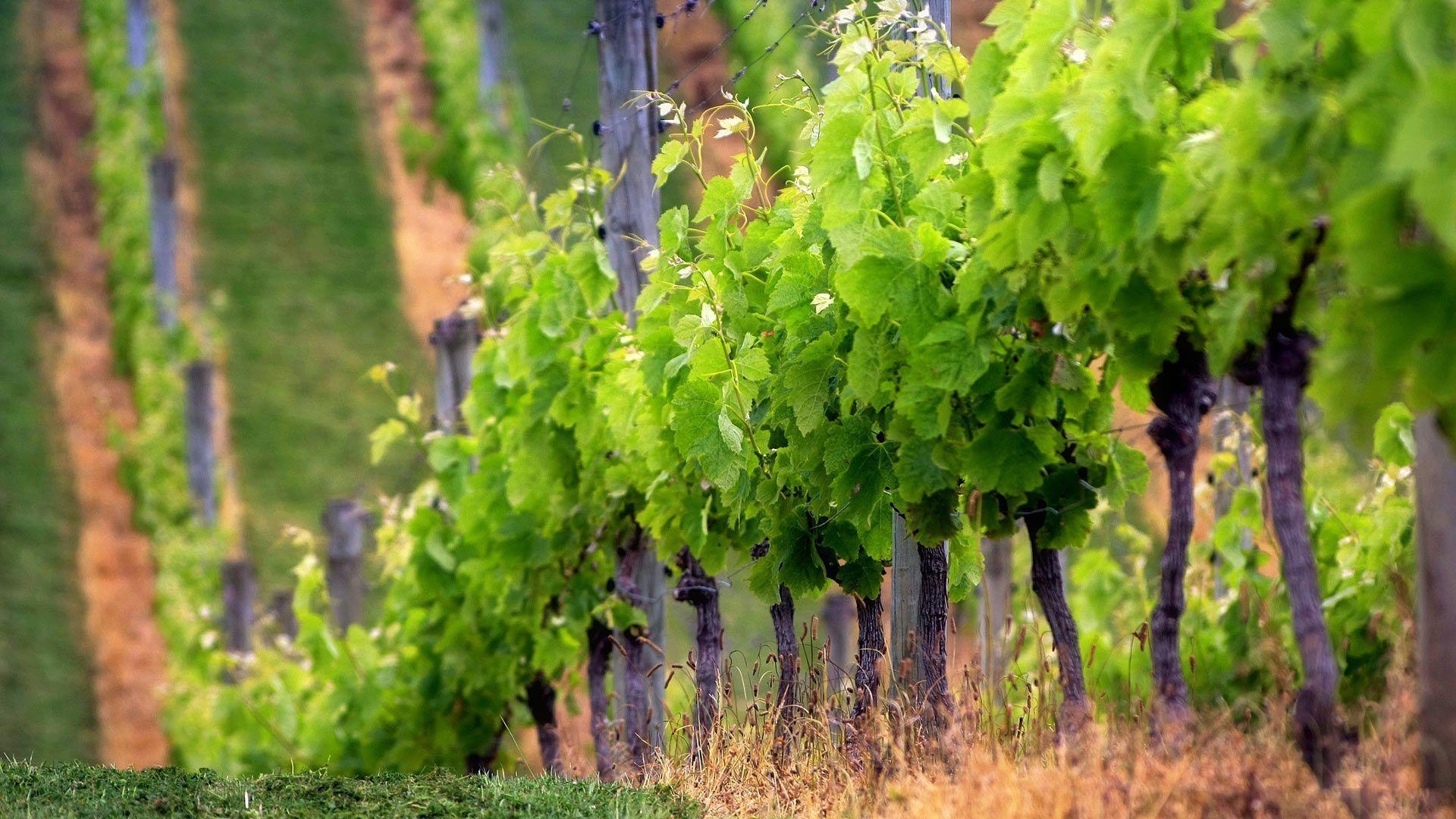 1920x1080 Italian Vineyard Wallpaper, Desktop