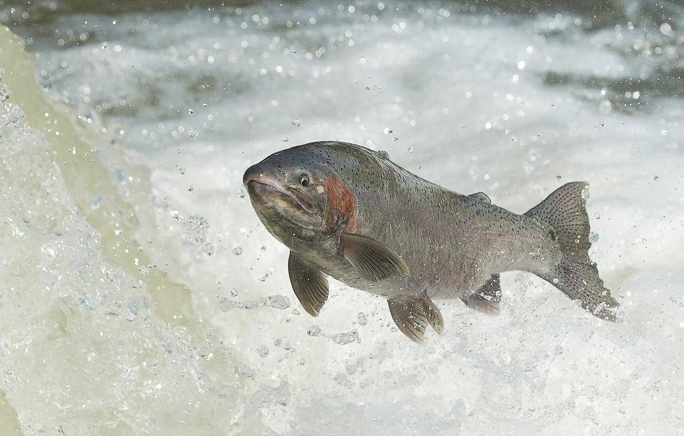 1340x850 Wallpaper water, fish, RAINBOW TROUT image for desktop, Desktop