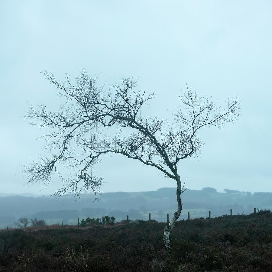 900x900 Moody Winter Landscape Image Of Skeletal Trees In Peak District, Phone