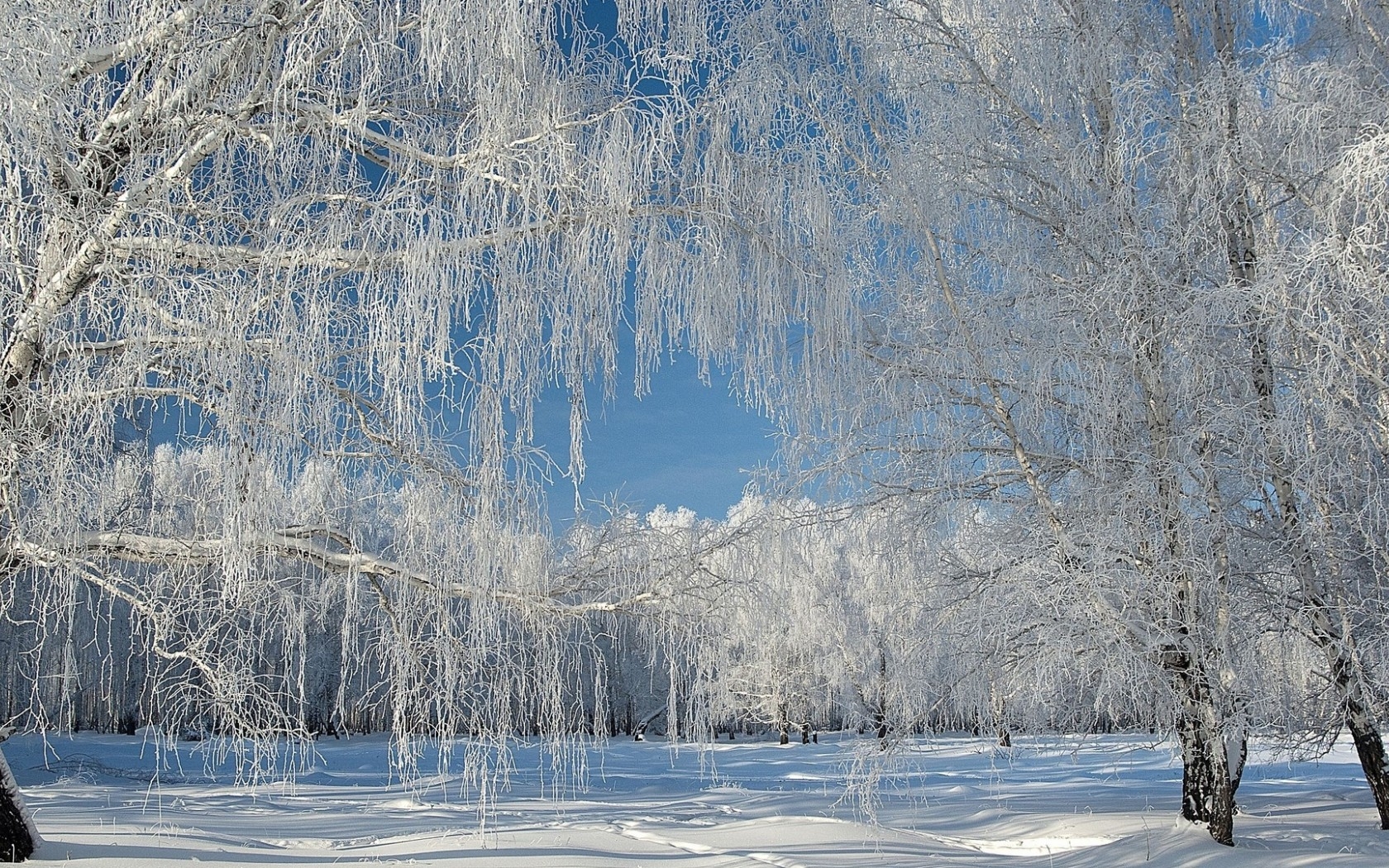 1680x1050 Wallpaper Willow Tree Desktop Background, Desktop