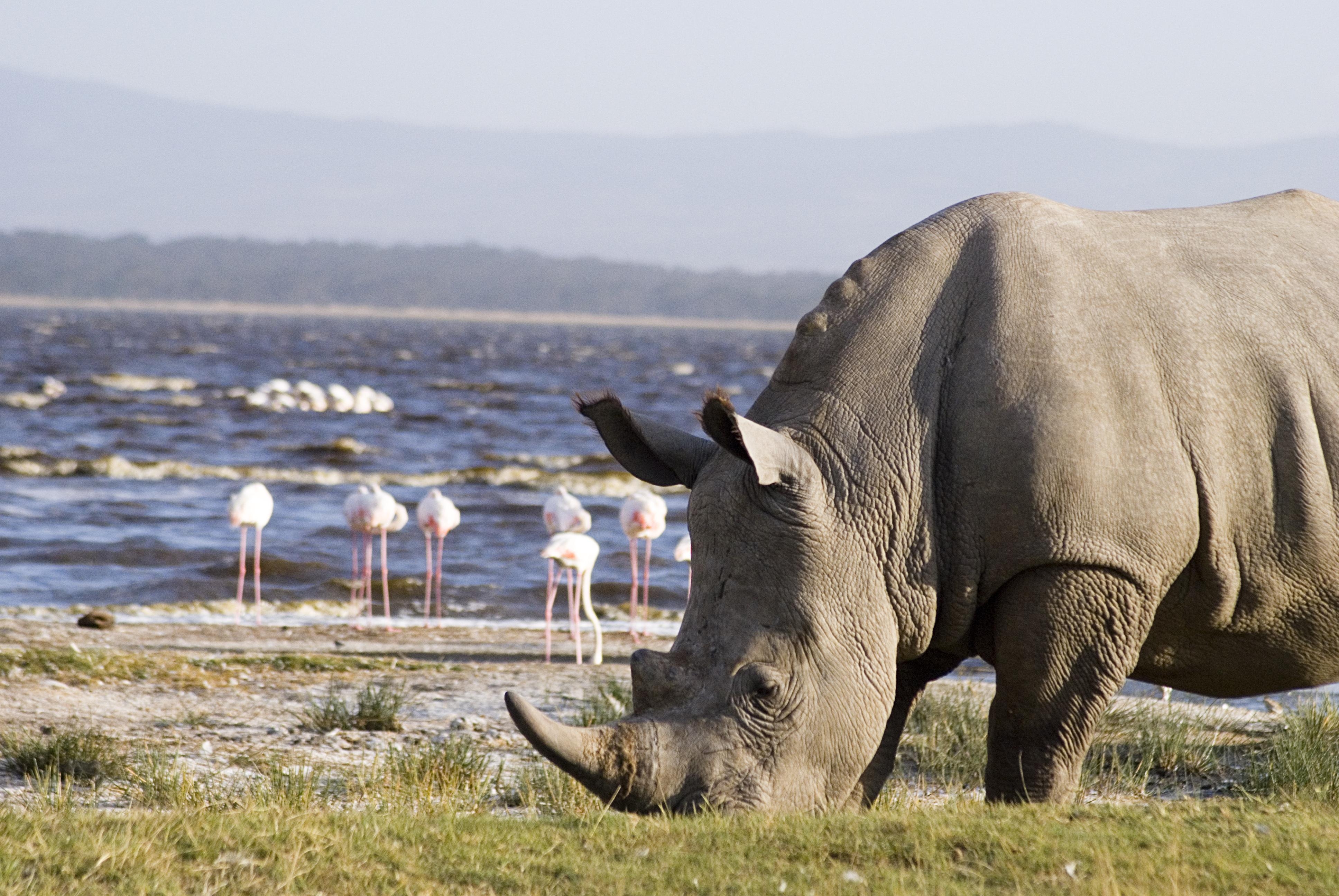 3880x2600 Exciting Lake Naivasha/ Lake Nakuru Day Trip, Desktop