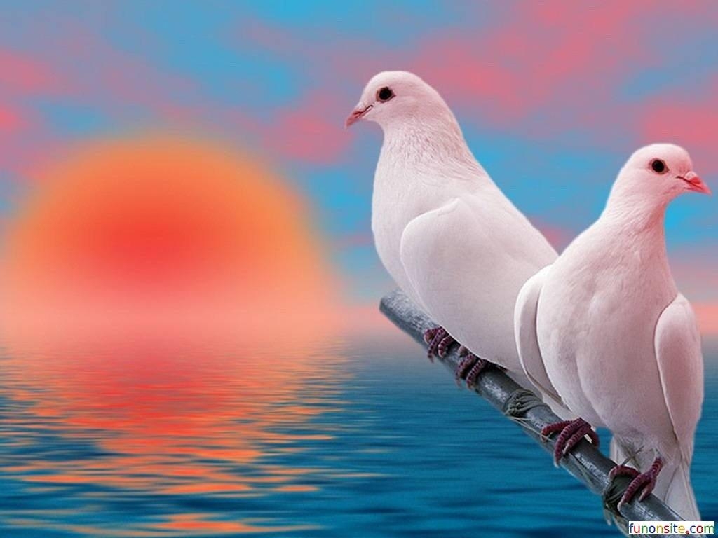 1030x770 Pigeon Wallpaper Image, Desktop