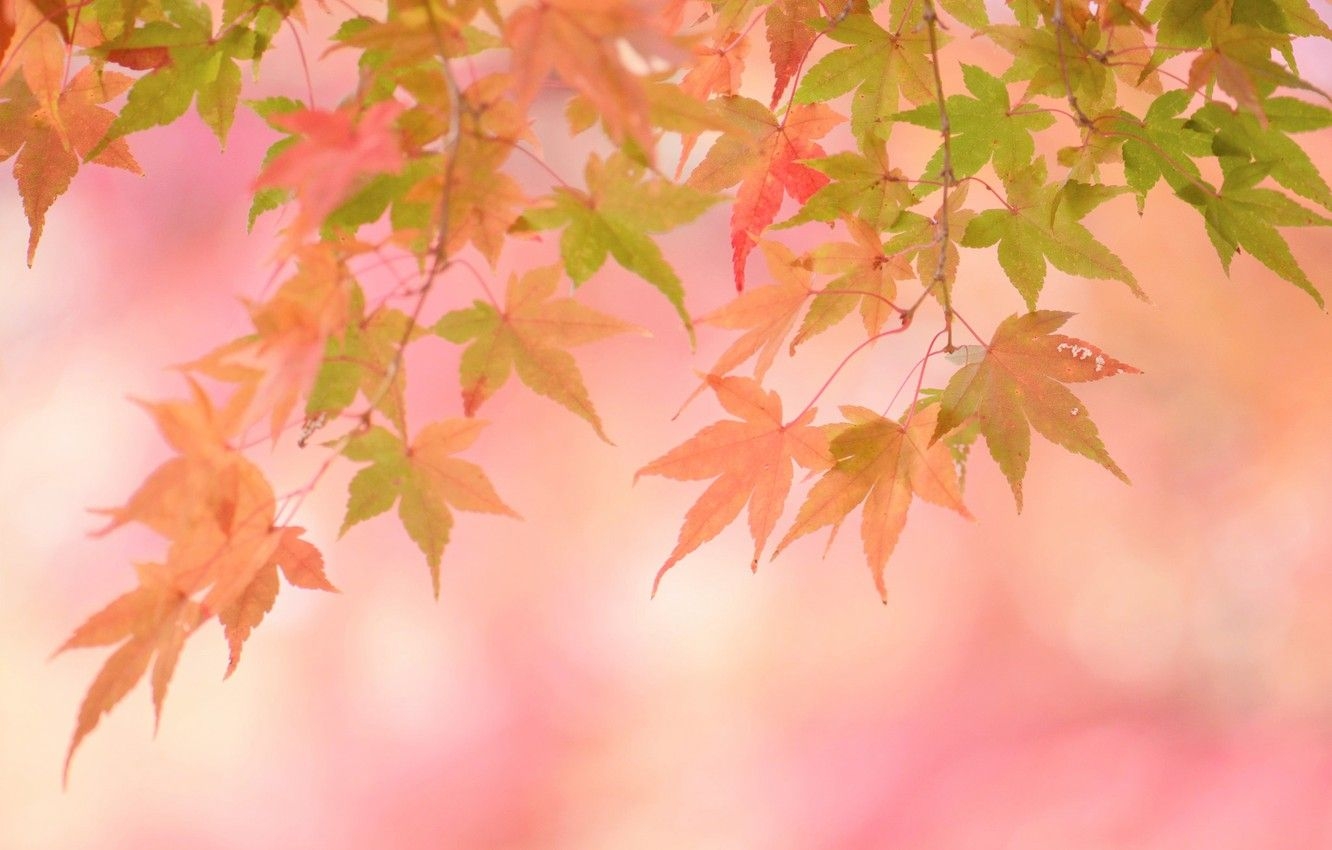 1340x850 Wallpaper autumn, leaves, background, pink, color, yellow leaves image for desktop, section цветы, Desktop