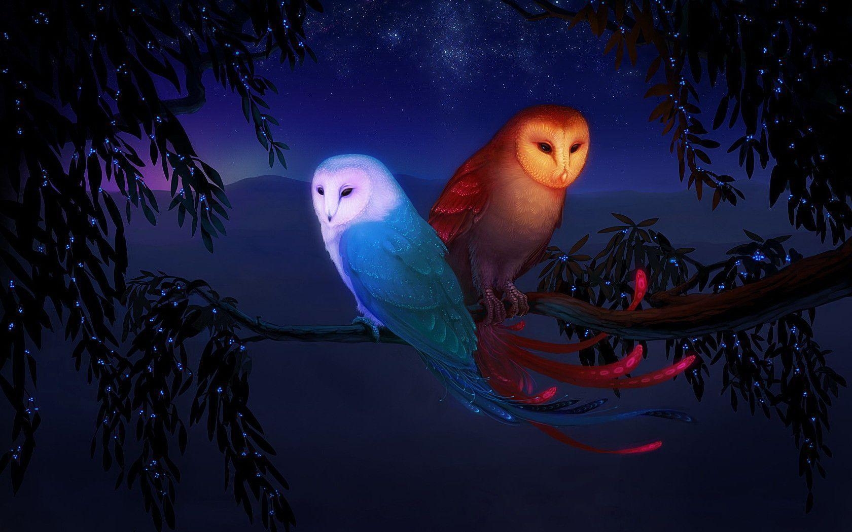 1680x1050 Owl Wallpaper, Desktop