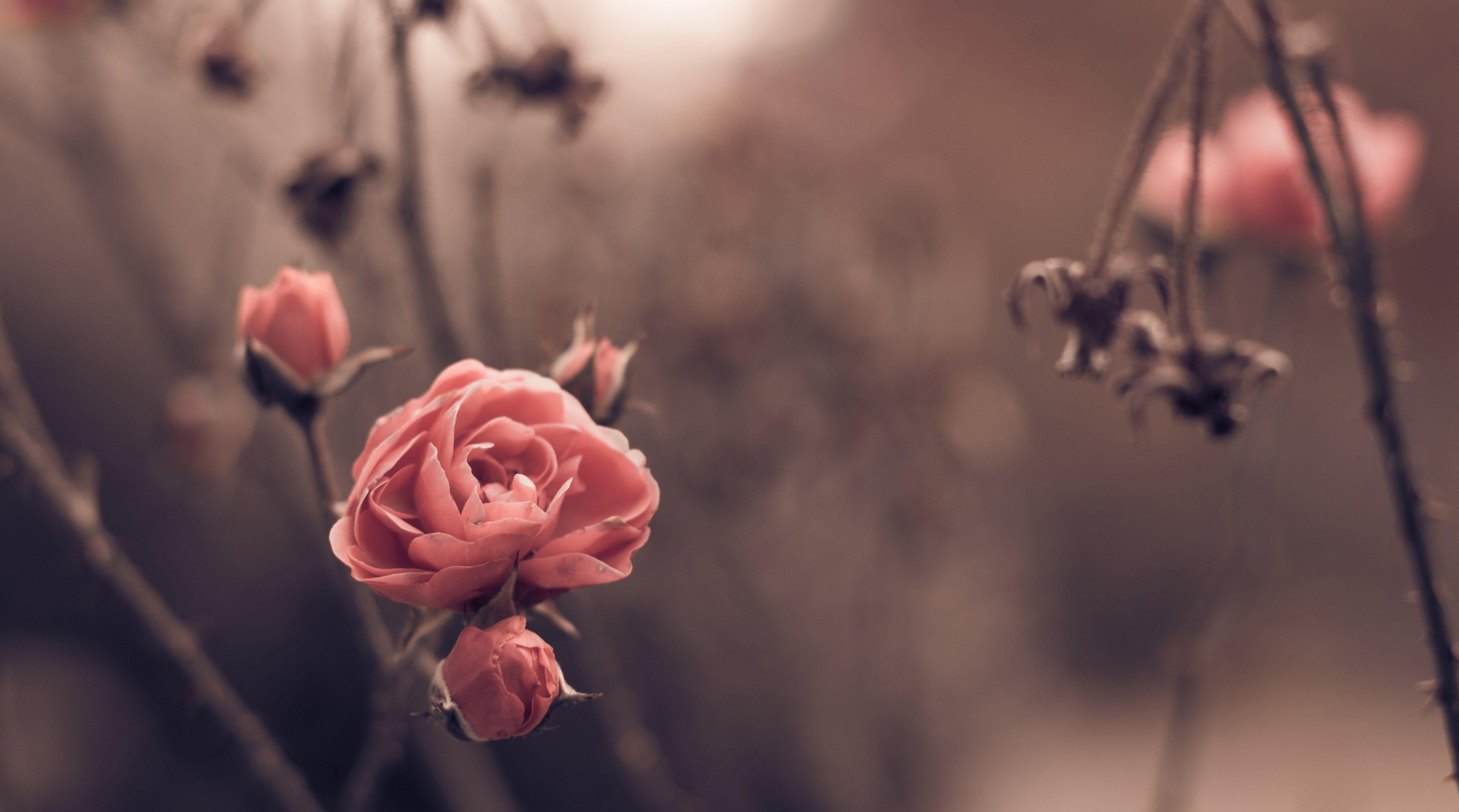 3840x2140 rose 4k best HD wallpaper desktop. Vintage desktop, Desktop