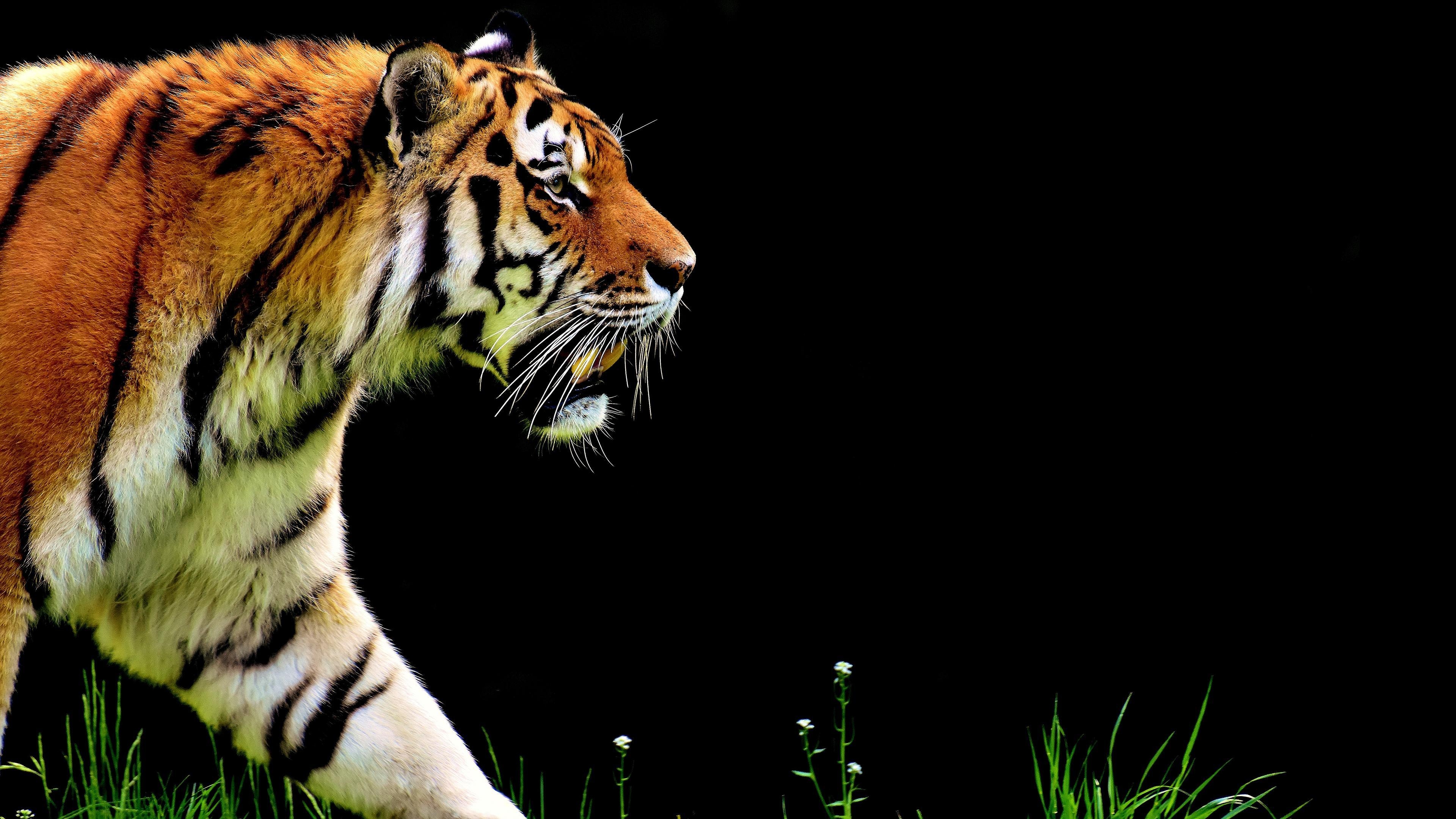 3840x2160 4K Walking Tiger Wallpaper HD, Desktop