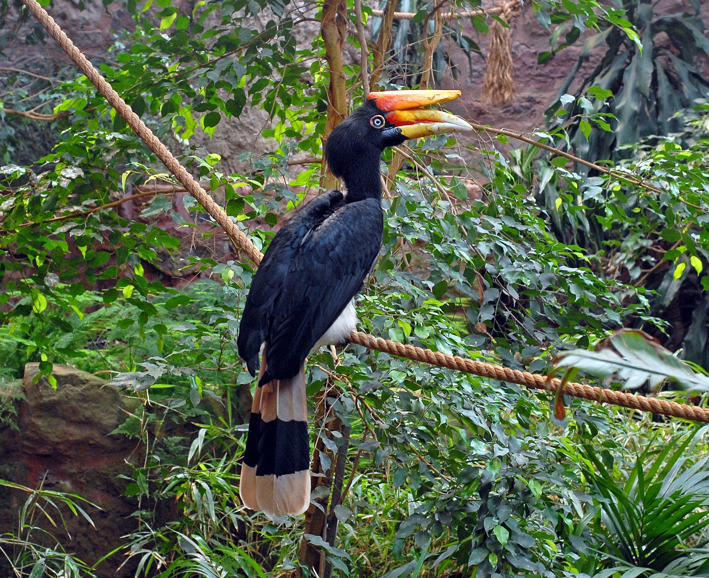 2280x1860 Rhinoceros Hornbill Malaysia National Bird, Desktop