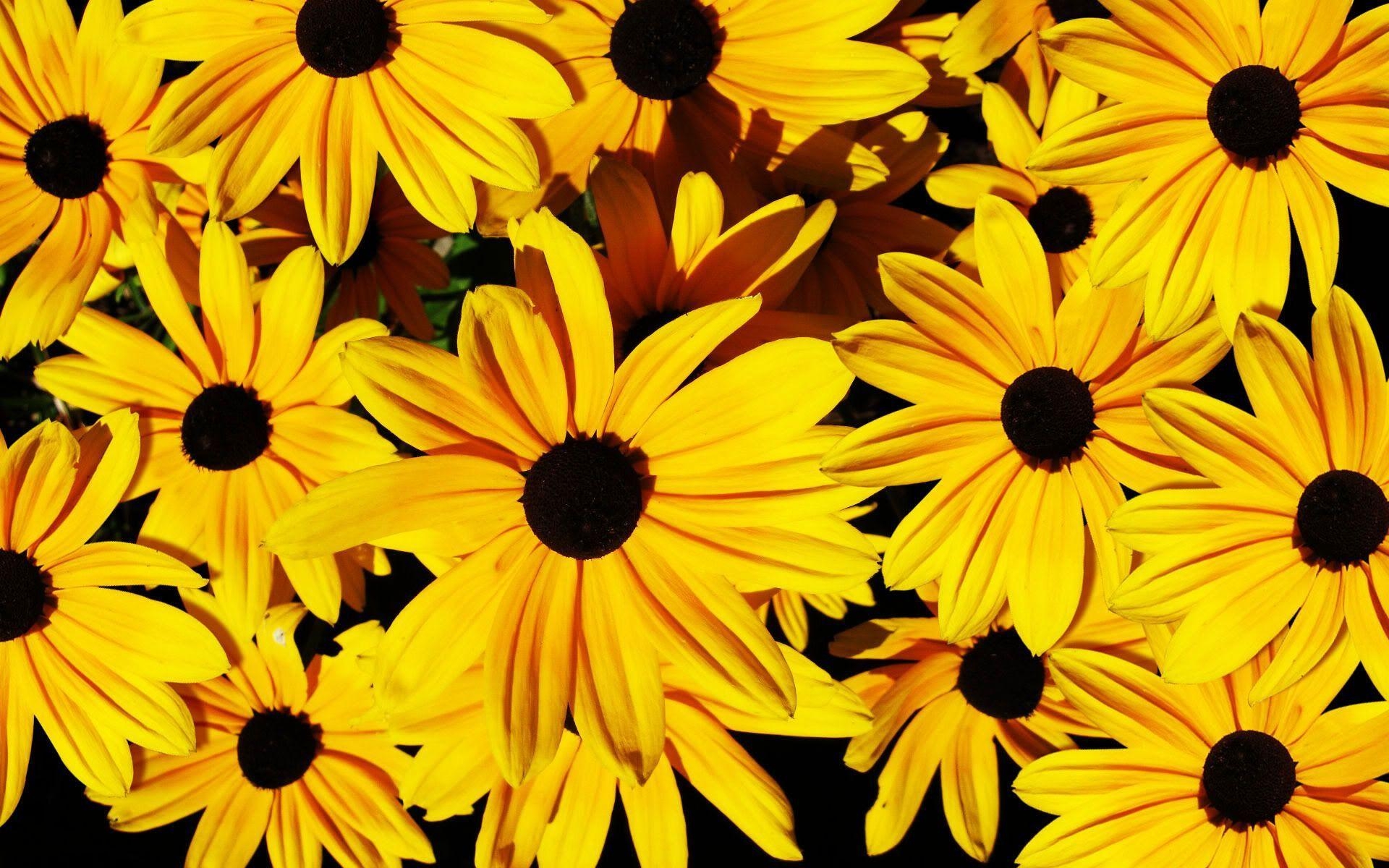 1920x1200 Yellow Flowers Wallpaper Full HD, Desktop