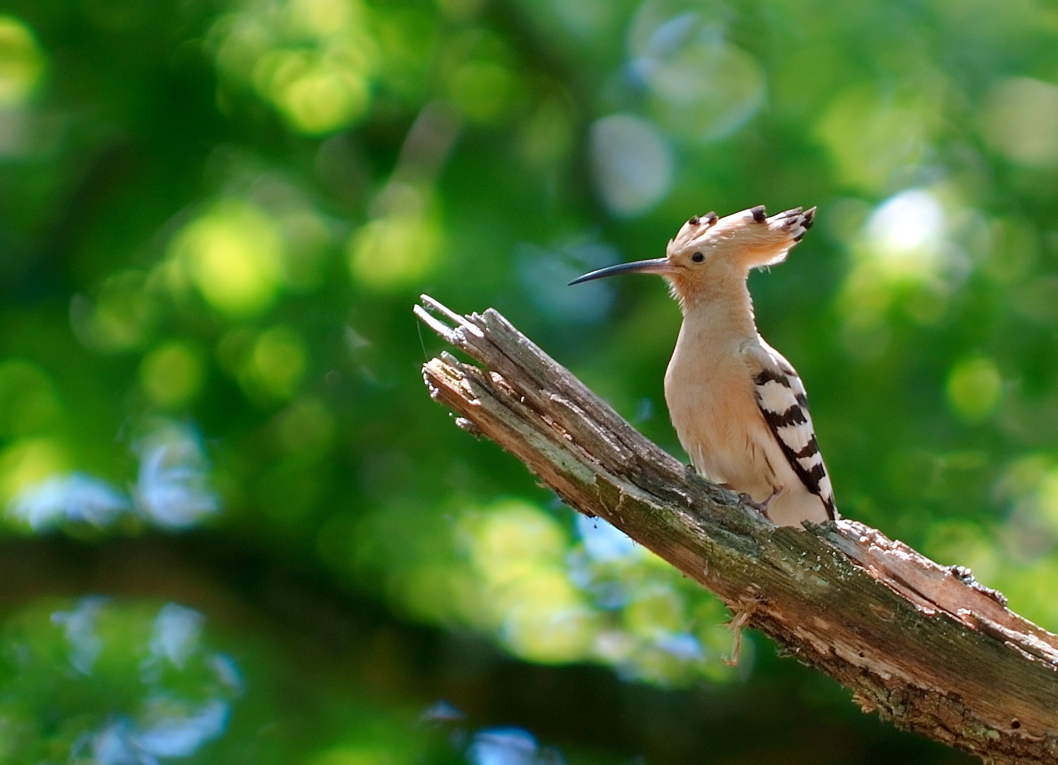 2180x1580 Hoopoe HD Wallpaper and Background Image, Desktop