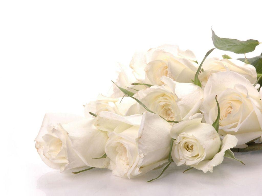 1030x770 Pure White Rose Wallpaper, Desktop