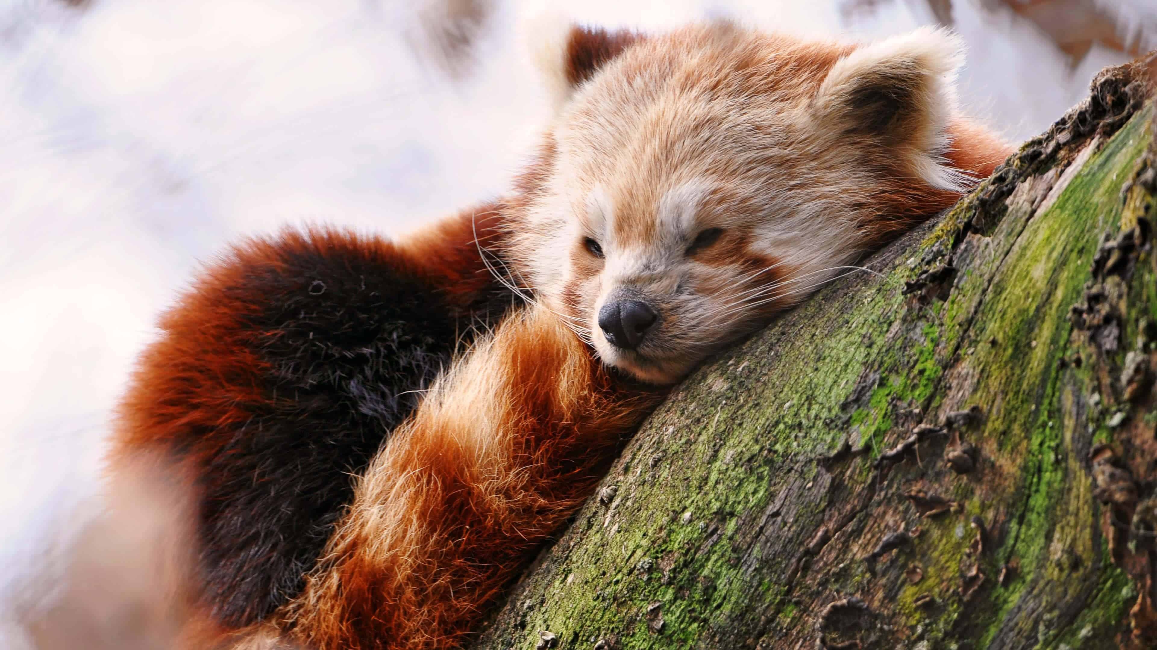 3840x2160 Baby Red Panda UHD 4K Wallpaper, Desktop