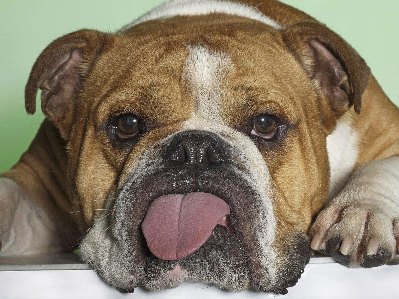 1600x1200 Funny Dog Face Pics Wallpaper, Desktop