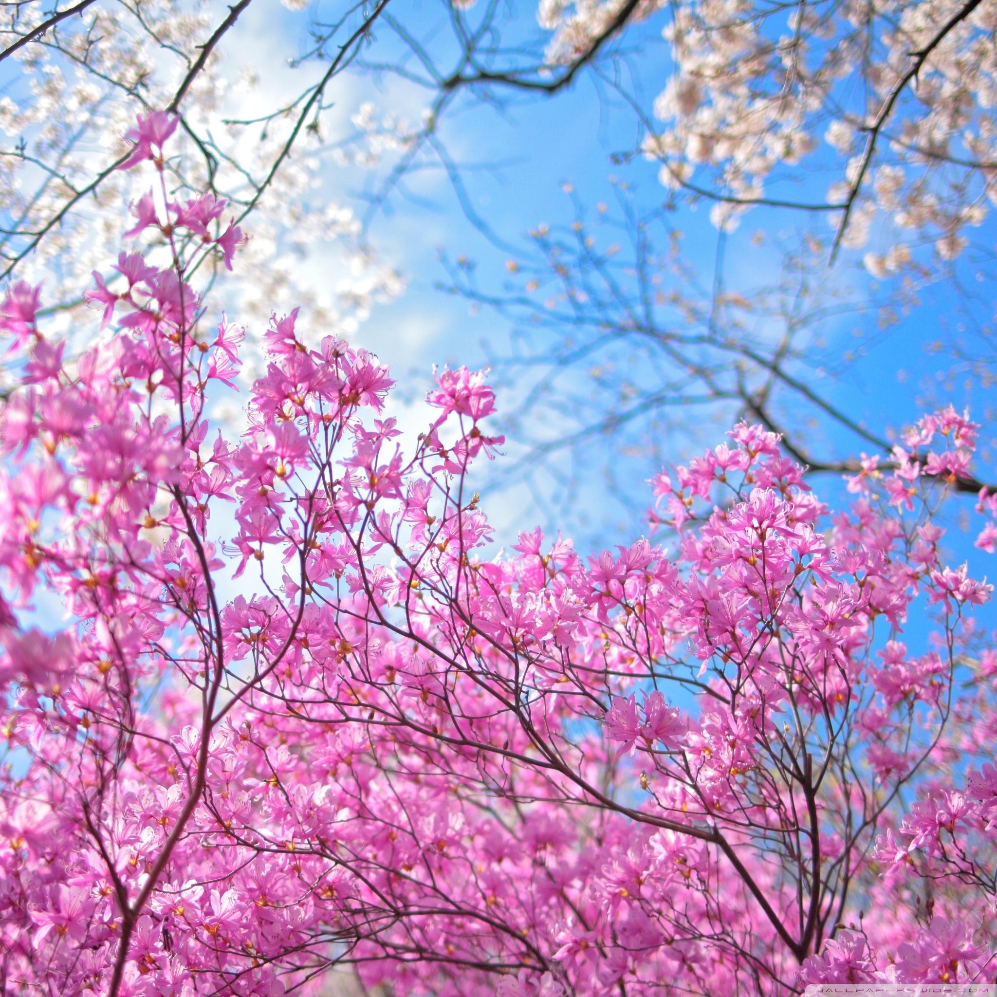 2050x2050 Spring Wallpaper For iPad Pro, HD Wallpaper, Phone