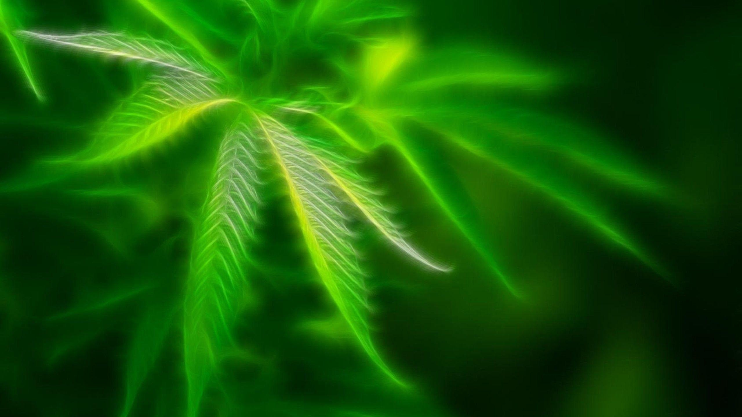 2560x1440 Marijuana Wallpaper, Desktop