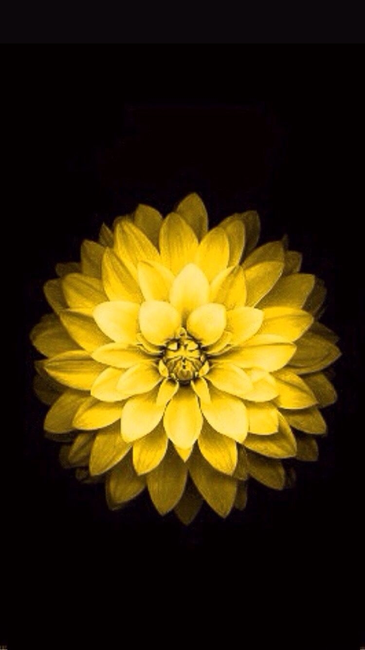 750x1340 Free download can I find the yellow flower wallpaper for iPhone 6 4731 iPhone [] for your Desktop, Mobile & Tablet. Explore Yellow Flowers Wallpaper for iPhone, Phone