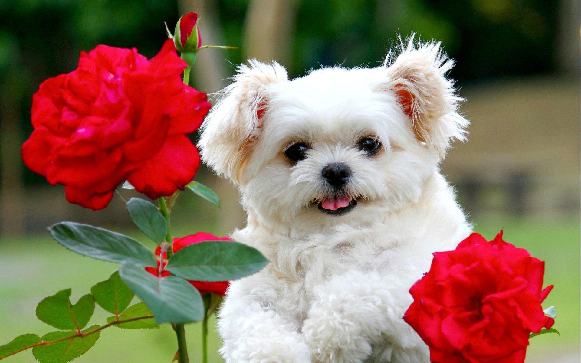 1920x1200 Collection of Puppy Wallpaper on HDWallpaper, Desktop