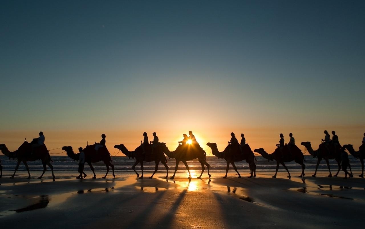 1280x810 Camels wallpaper. Camels, Desktop