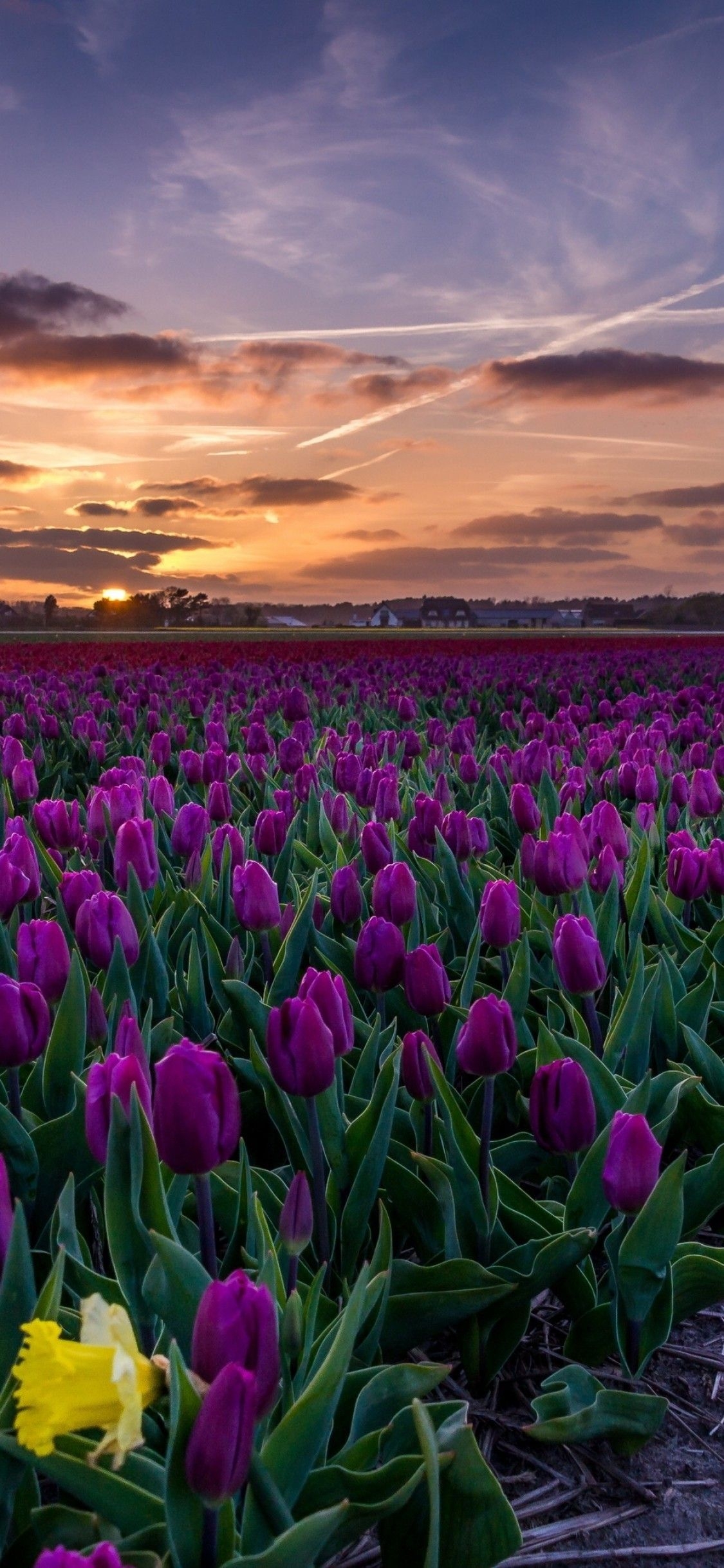 1130x2440 Download  Purple Tulips, Field, Path, Sunset Wallpaper, Phone