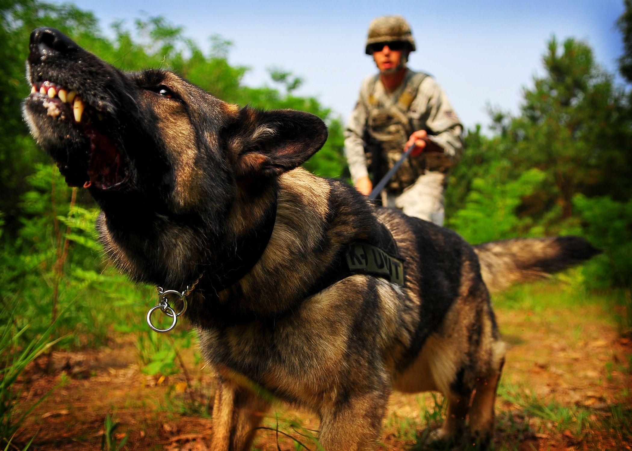 2100x1500 Desktop HD Image Of German Shepherd Dog, Desktop