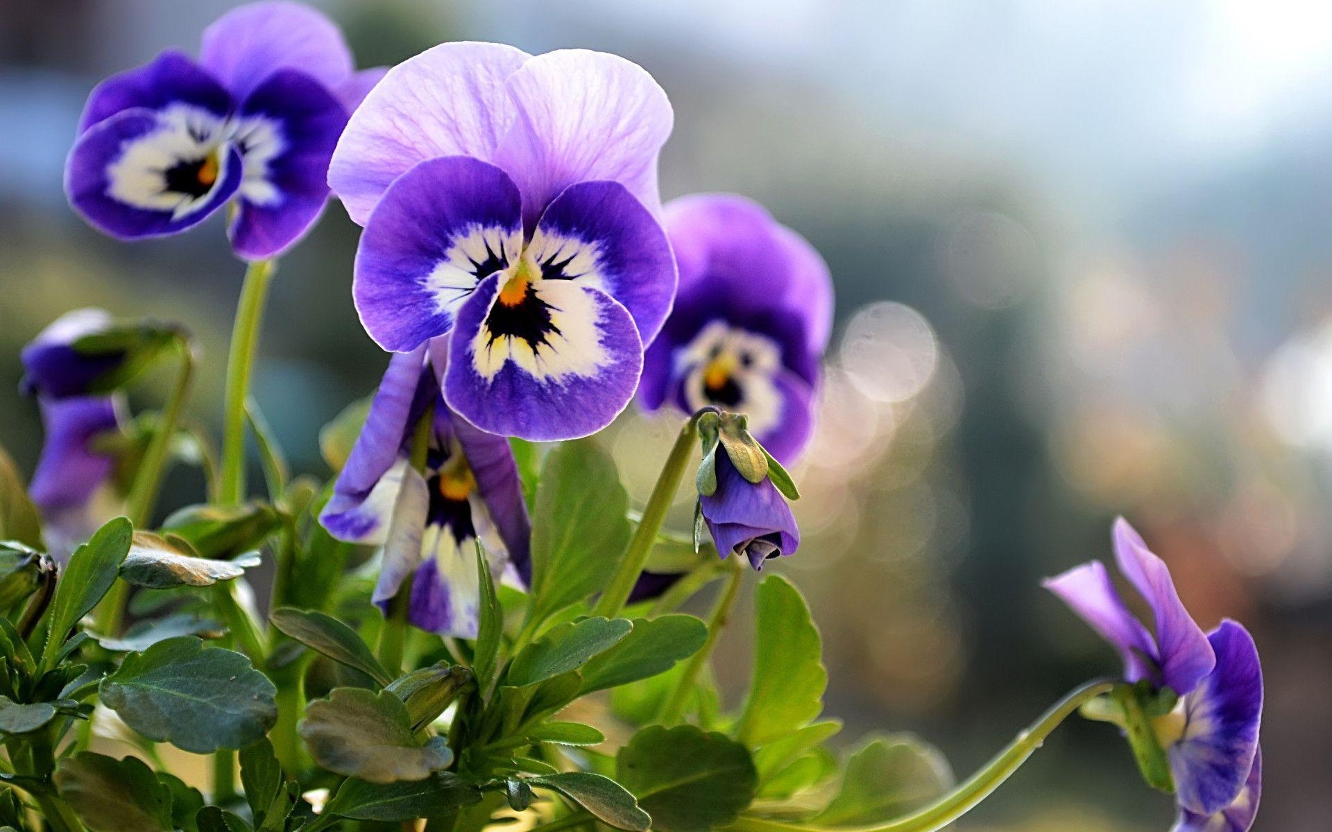 1920x1200 Pansies Flower Picture is a Beautiful wallpaper, Pansy HD, Desktop