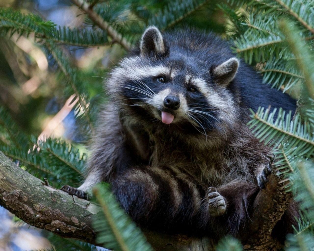 1280x1030 Raccoon Wallpaper. Обои. Raccoons and Wallpaper, Desktop