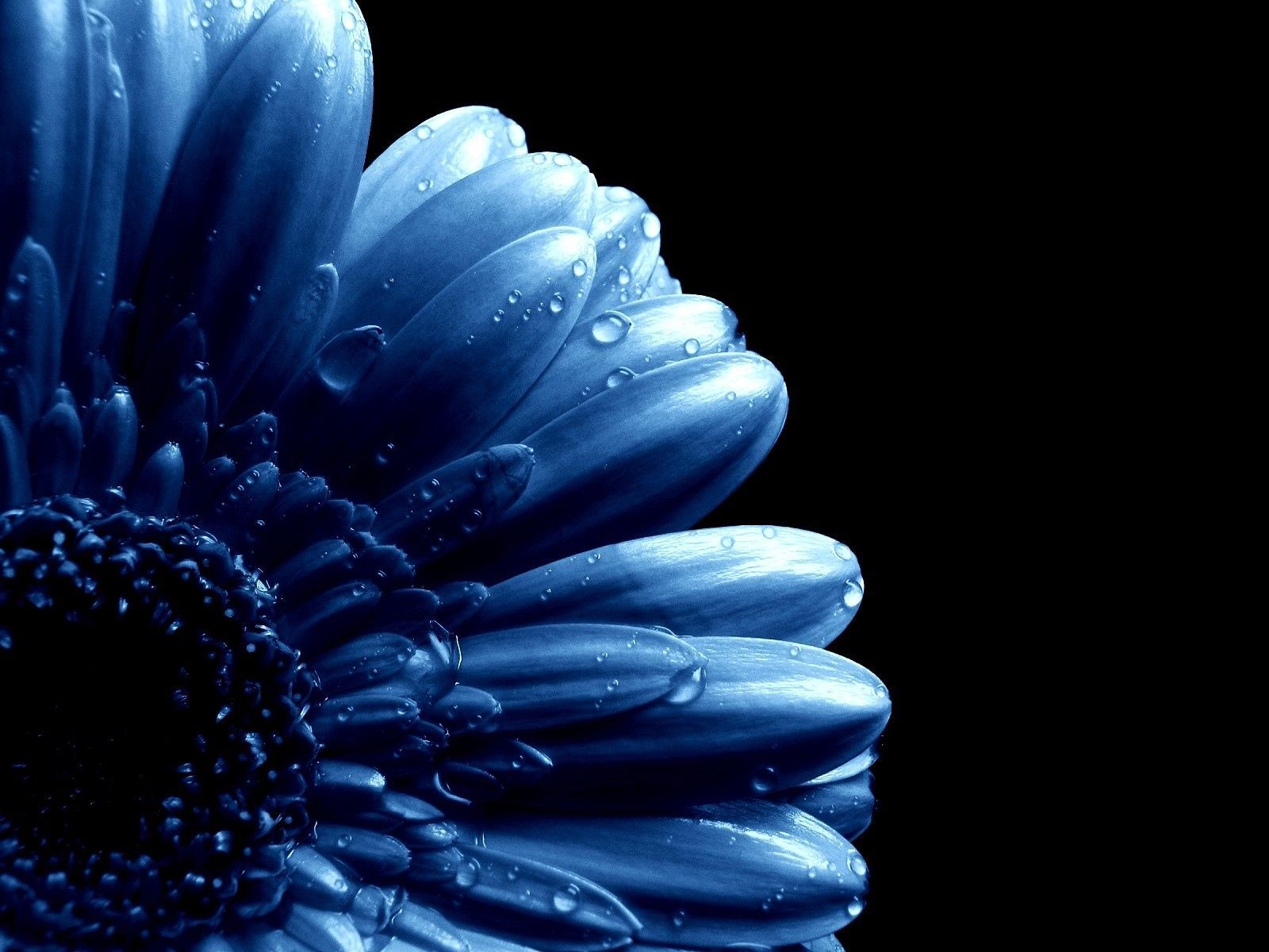 1600x1200 Blue Flower (JPG). Dark blue flowers, Blue flowers background, Blue flower wallpaper, Desktop