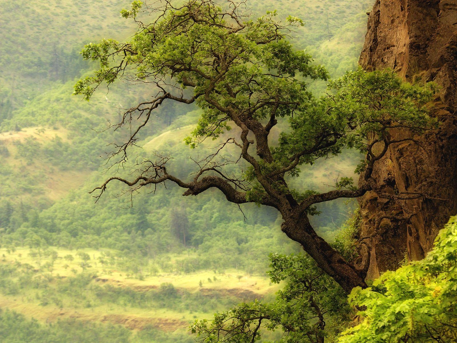 1600x1200 nature, Mountain, Range, Fog, Sunrise, Landscape, Tree, Desktop