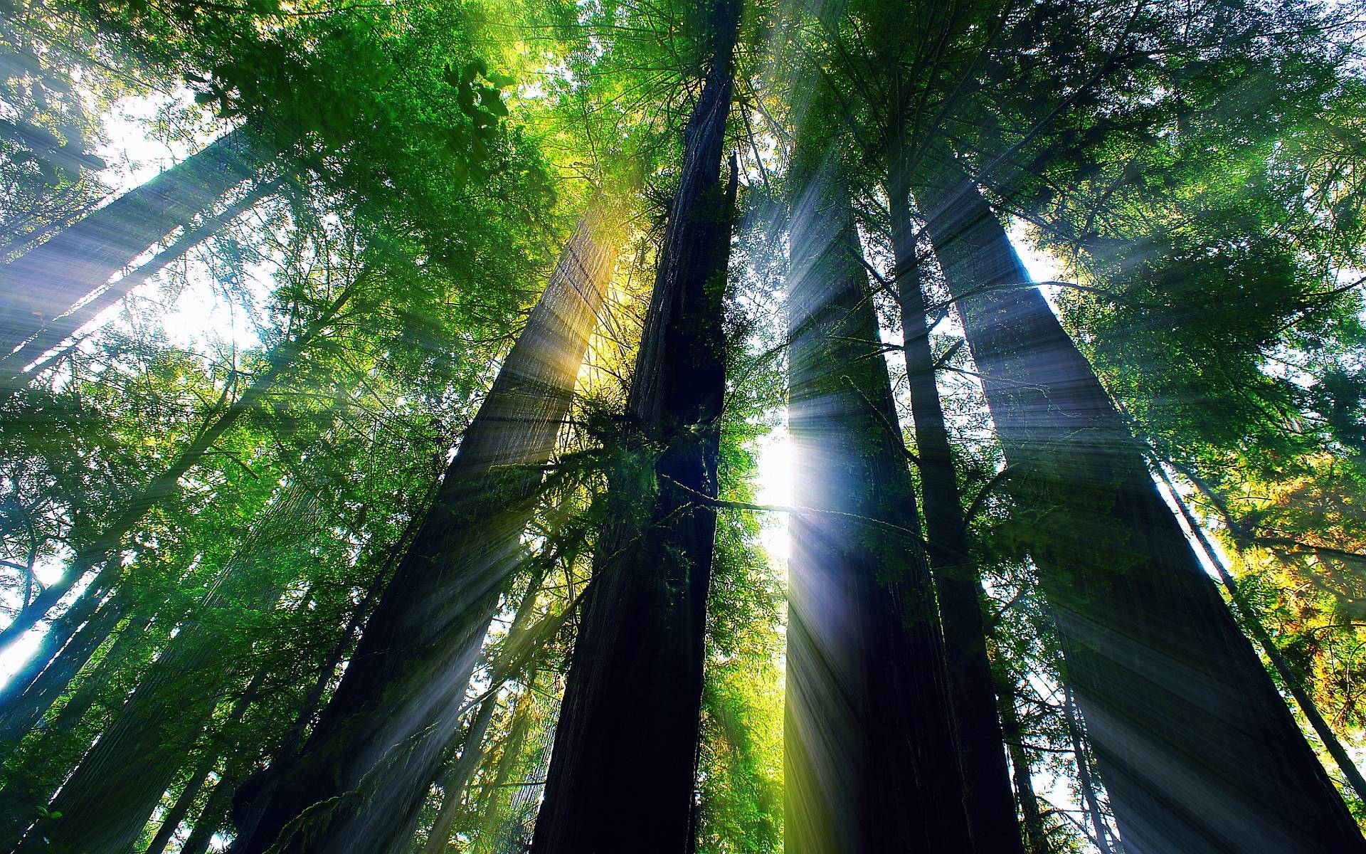 1920x1200 Redwood forest california Wallpaper, Desktop