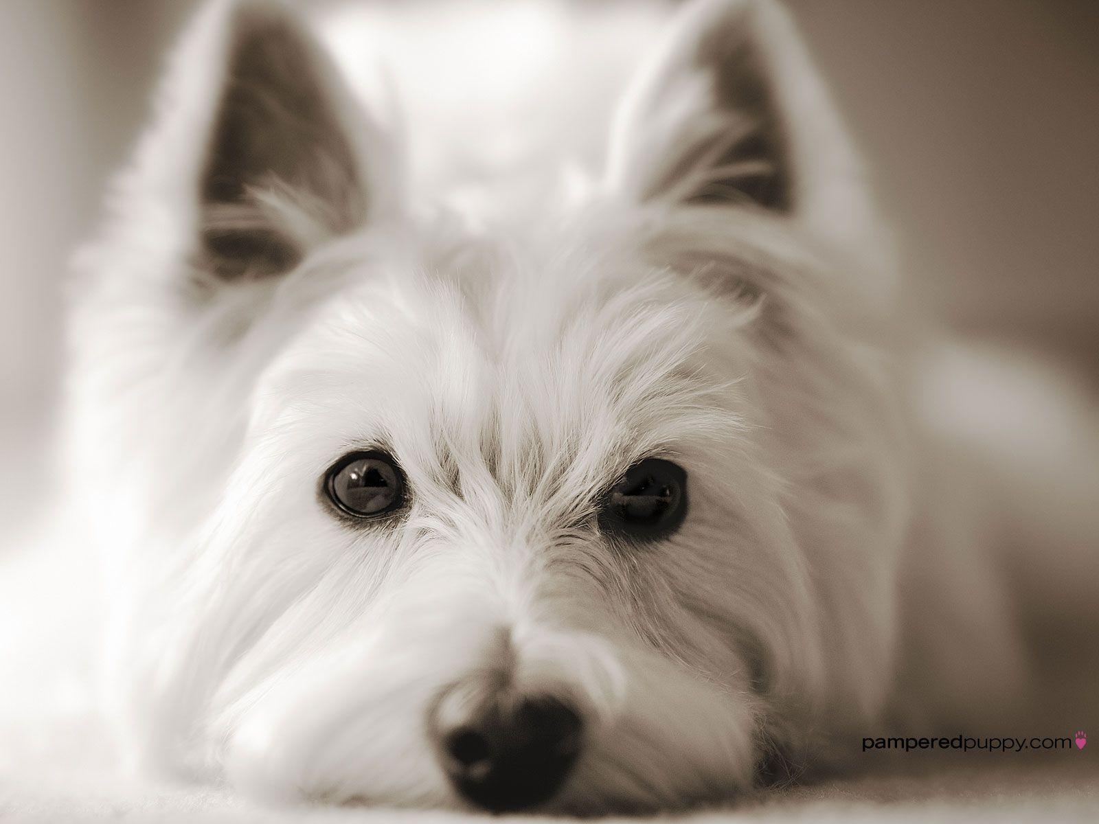 1600x1200 Westie looking right into the camera, Desktop