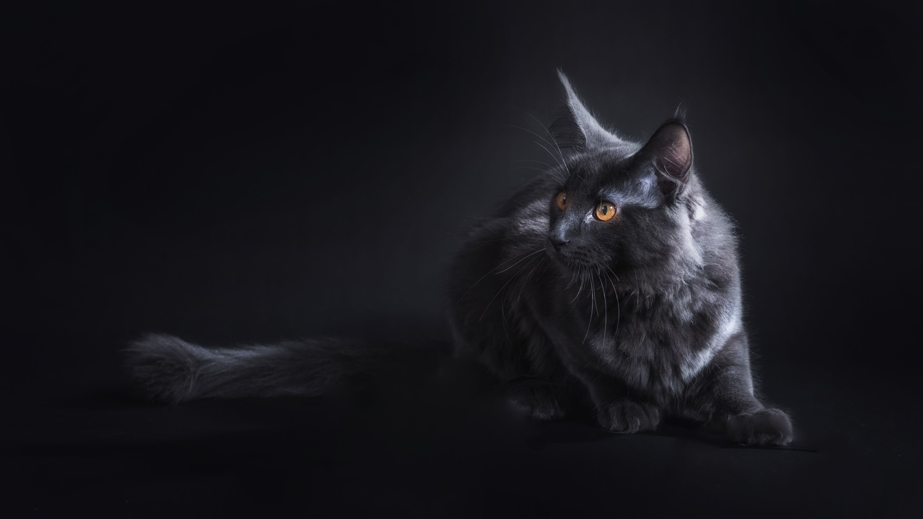 3840x2160 Wallpaper 4k Black Cat 4k 4k Wallpaper, Animals Wallpaper, Black Wallpaper, Cat Wallpaper, Hd Wallpaper, Desktop