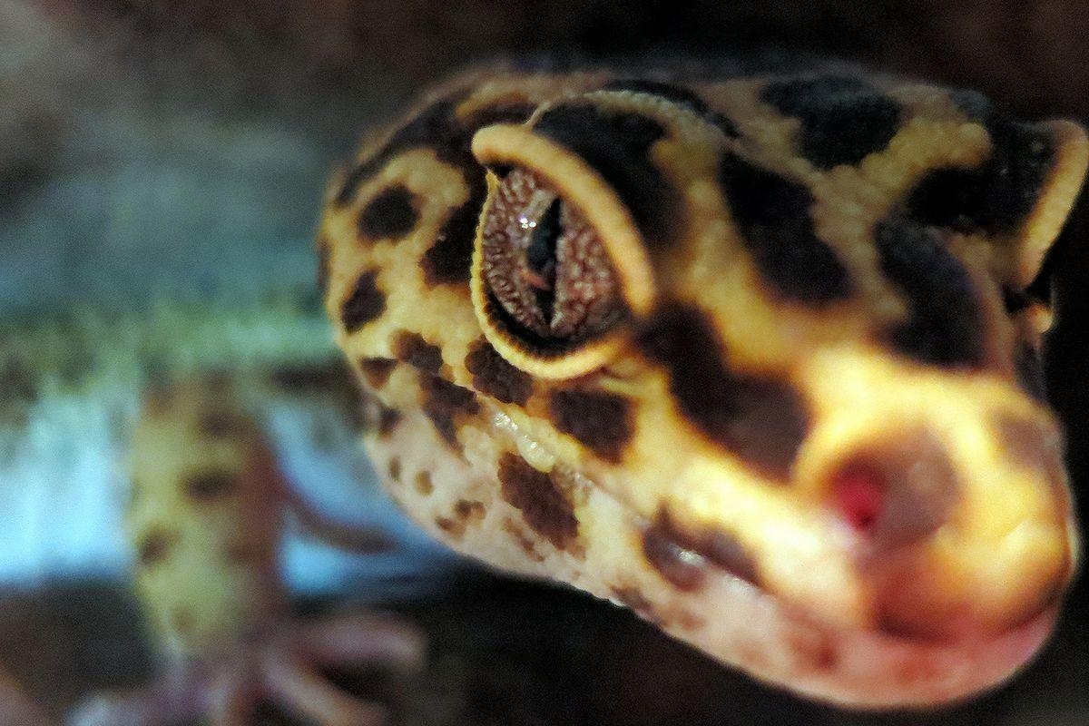 1200x800 The Verge Review of Animals: the leopard gecko, Desktop