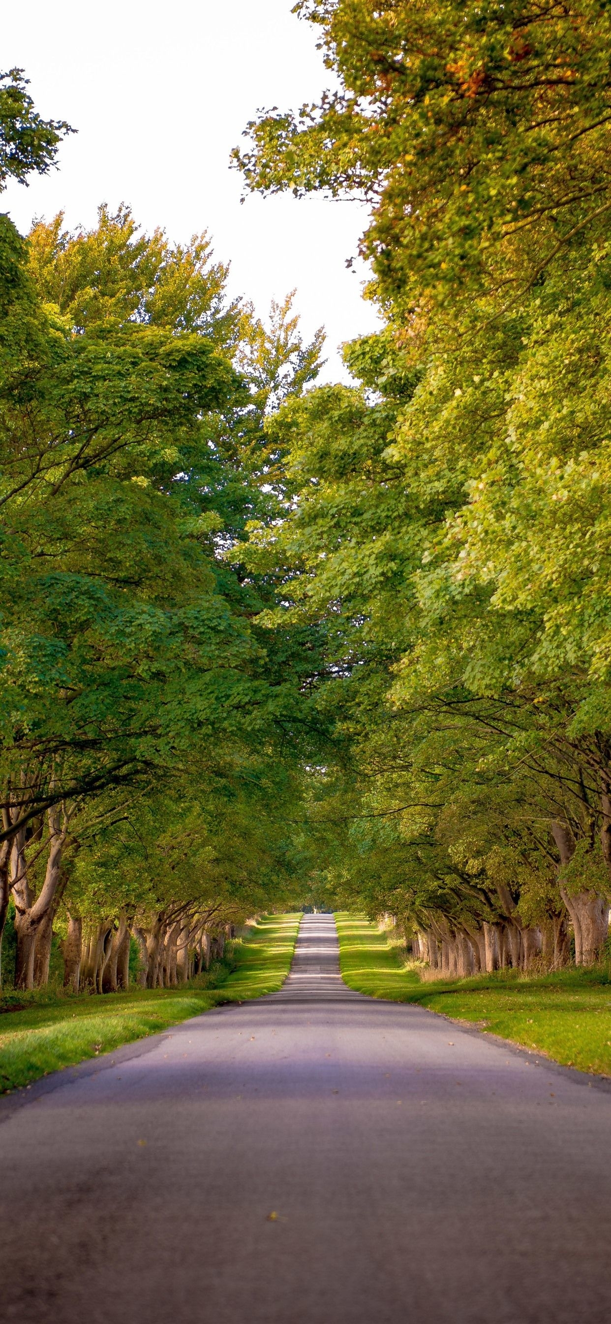 1250x2690 Road, Trees, Green, Summer  IPhone 11 Pro XS Max Wallpaper, Background, Picture, Image, Phone