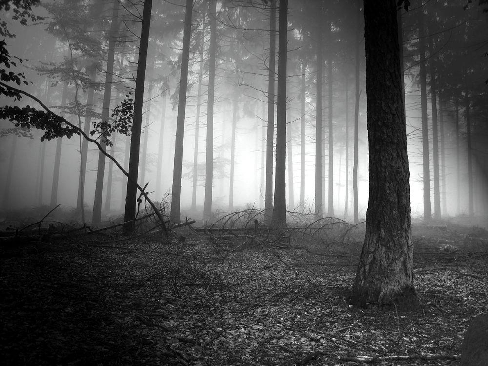 1000x750 World Wallpaper: dark forest wallpaper, Desktop