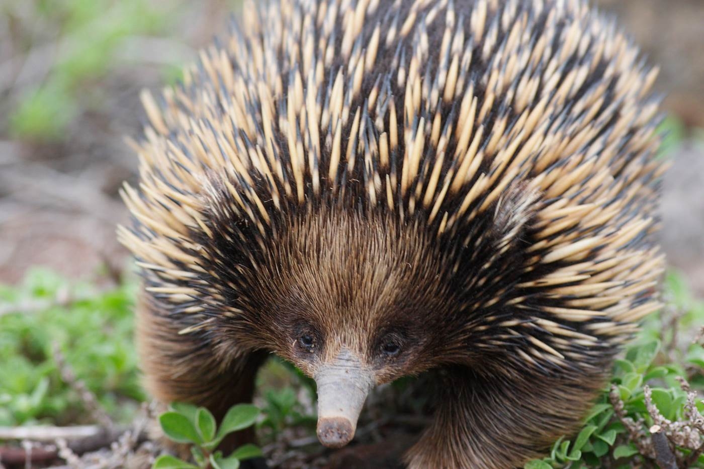 1400x940 Echidna Facts And Animal Photo, image, Desktop