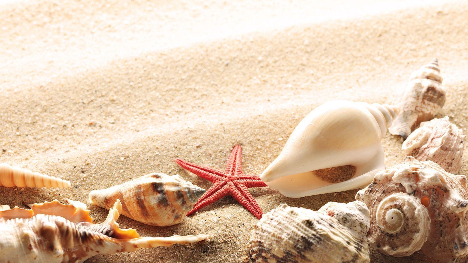 1920x1080 Sea Shells HD Wallpaper, Desktop