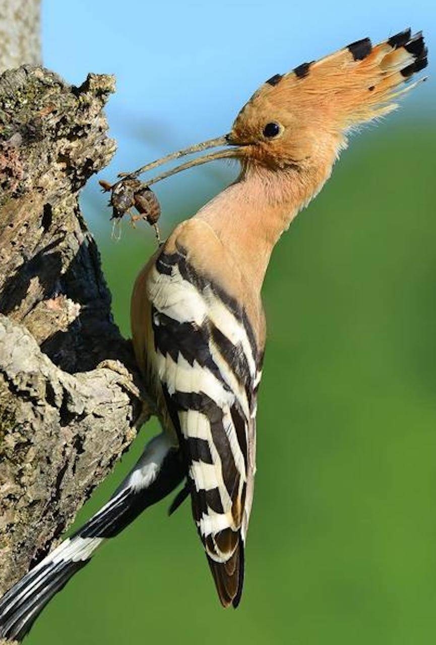 870x1280 hoopoe wallpaper, Phone