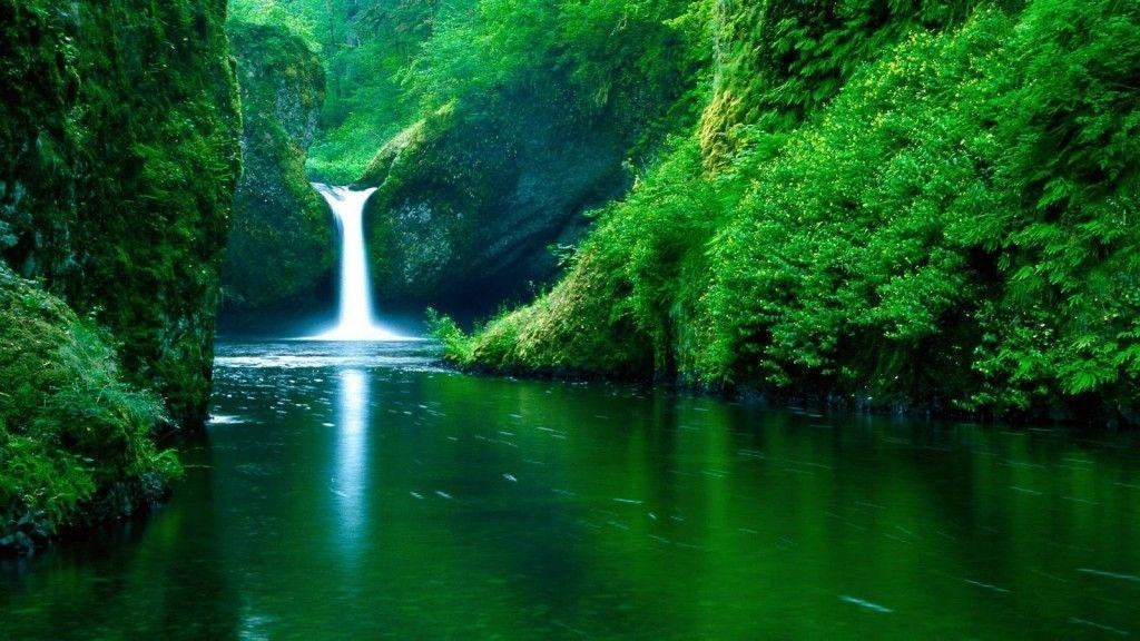 1030x580 Rainforest Wallpaper Widescreen, Desktop