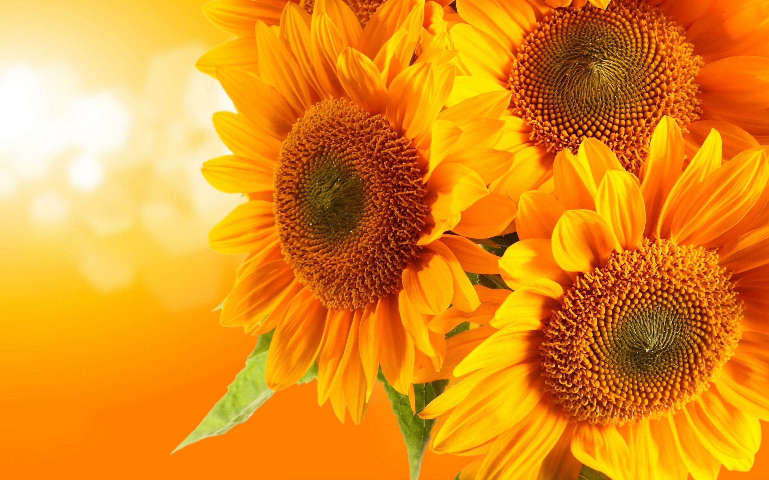 2560x1600 sunflowers yellow Desktop Wallpaperk HD, Desktop