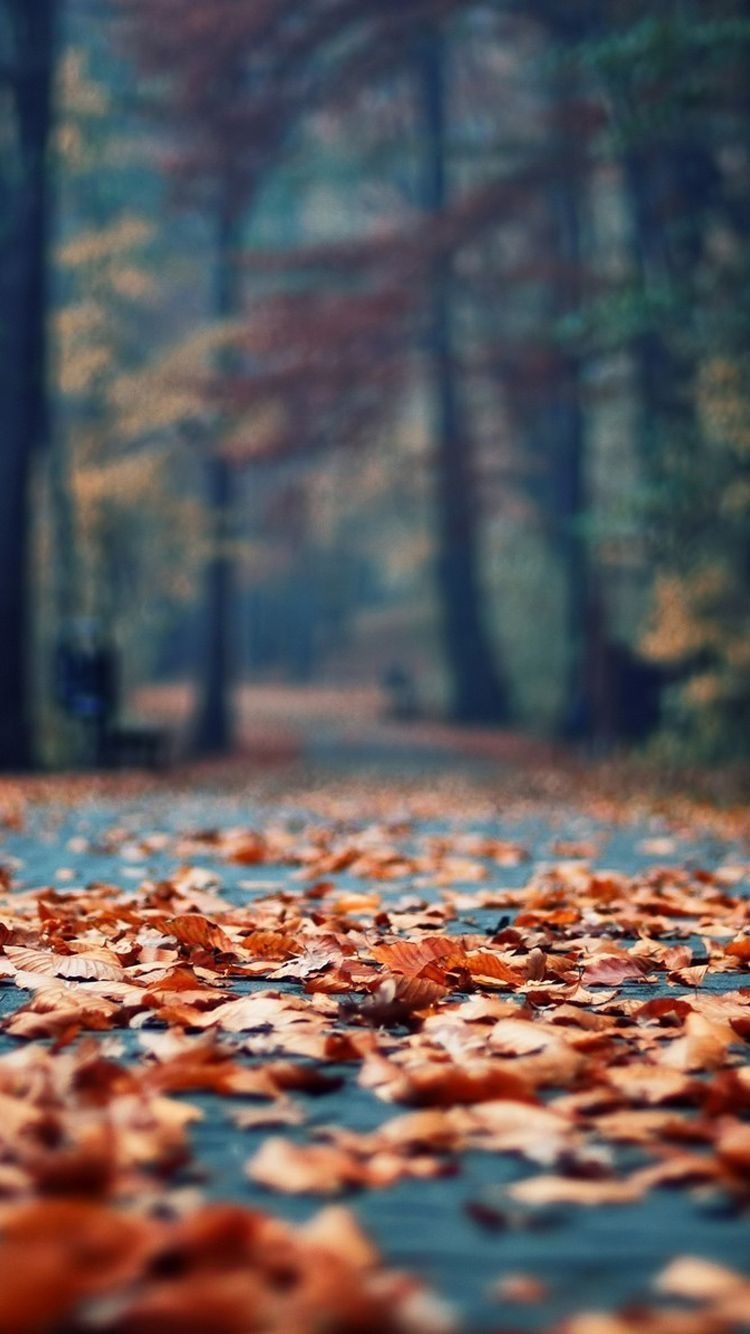 750x1340 Fall phone background. Fall wallpaper, Autumn photography, Fall picture, Phone