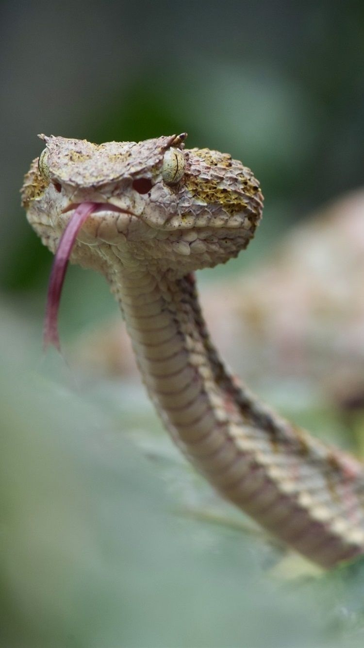 750x1340 Eyelash Viper, Snake, Bokeh  IPhone 8 7 6 6S Wallpaper, Phone