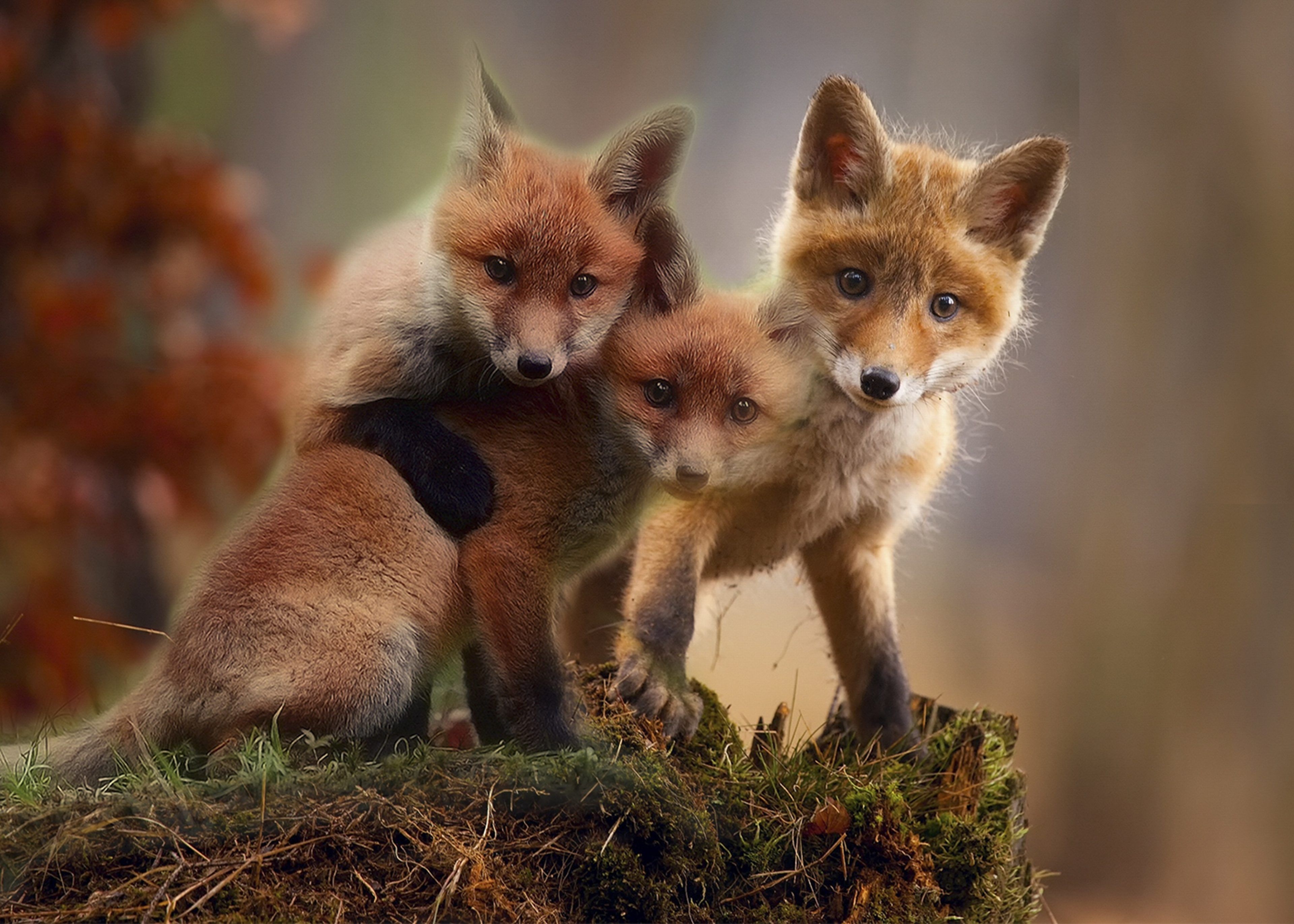 3840x2750 Cute Baby Fox Wallpaper 4k Resolution Red Fox HD Wallpaper, Desktop