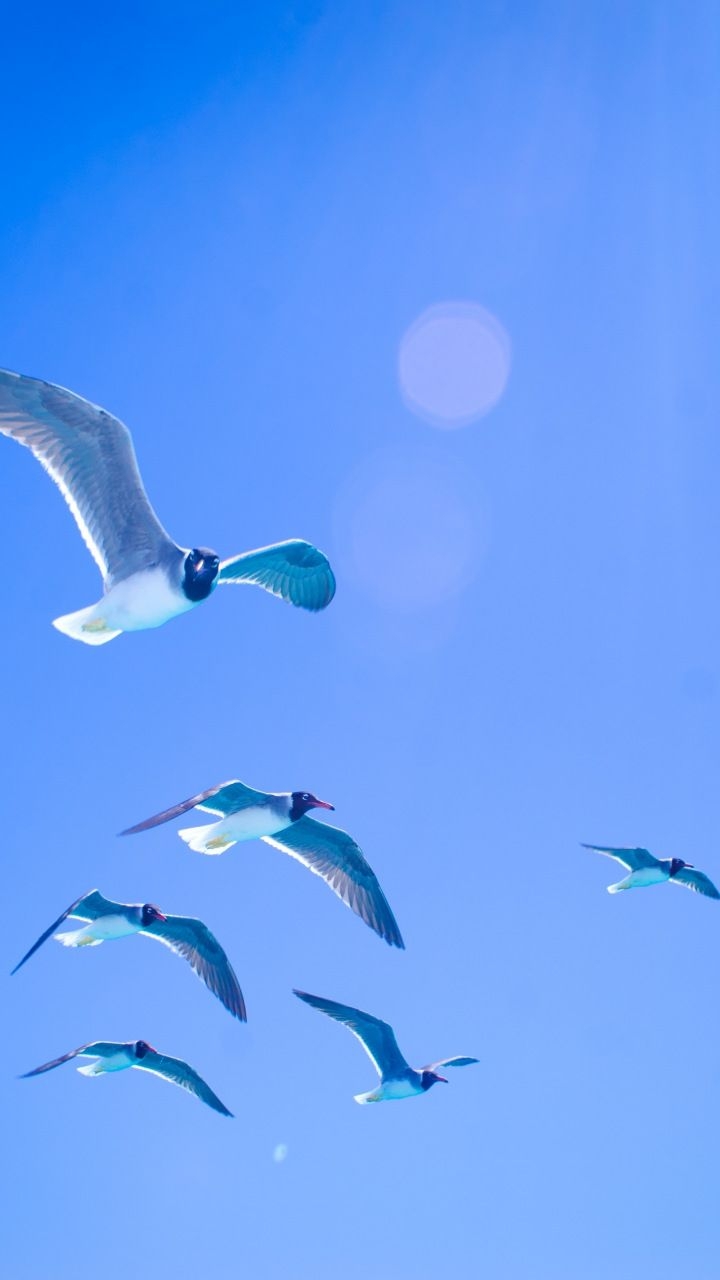 720x1280 Gulls, seagulls, flight, sky, sunlight,  wallpaper, Phone