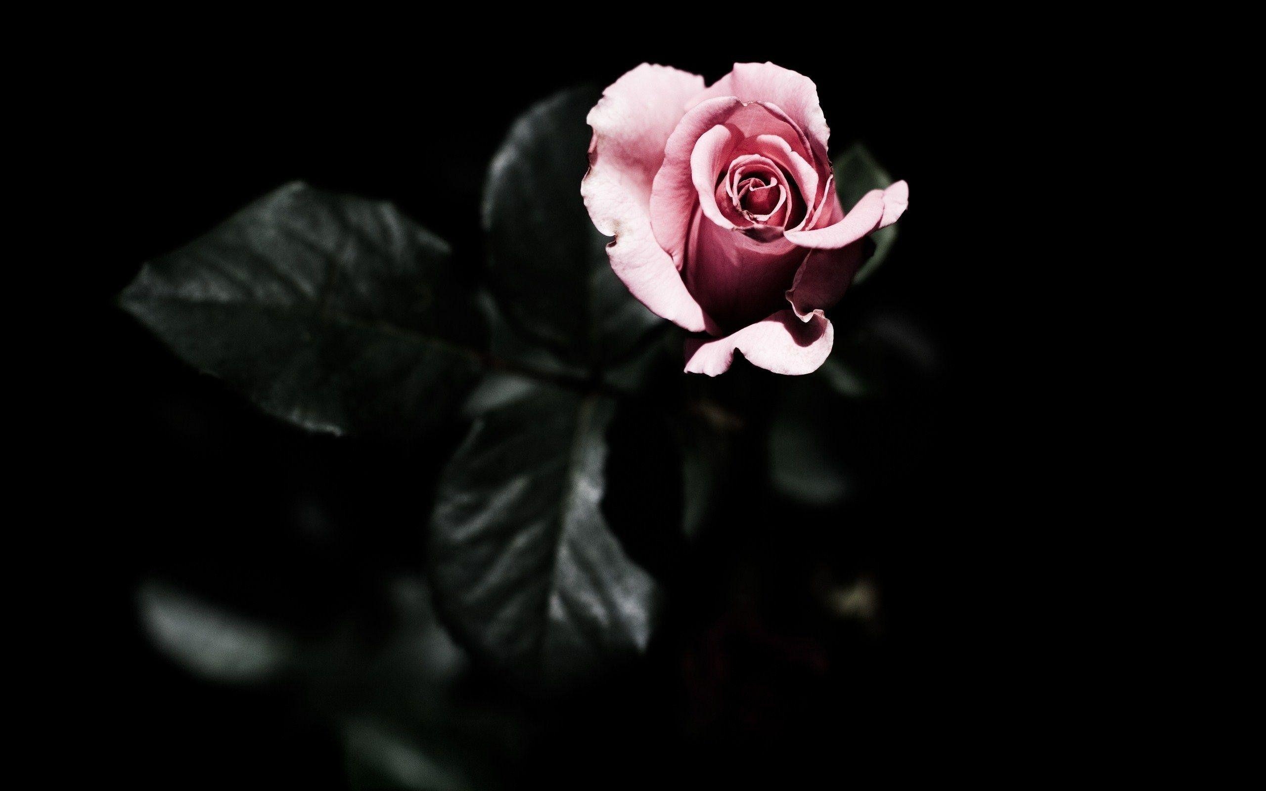 2560x1600 Dark Flower Wallpaper, Desktop