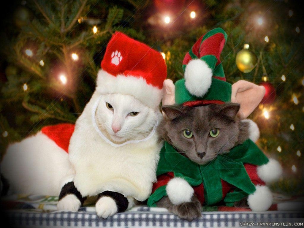 1030x770 Christmas Cat wallpaper 2, Desktop