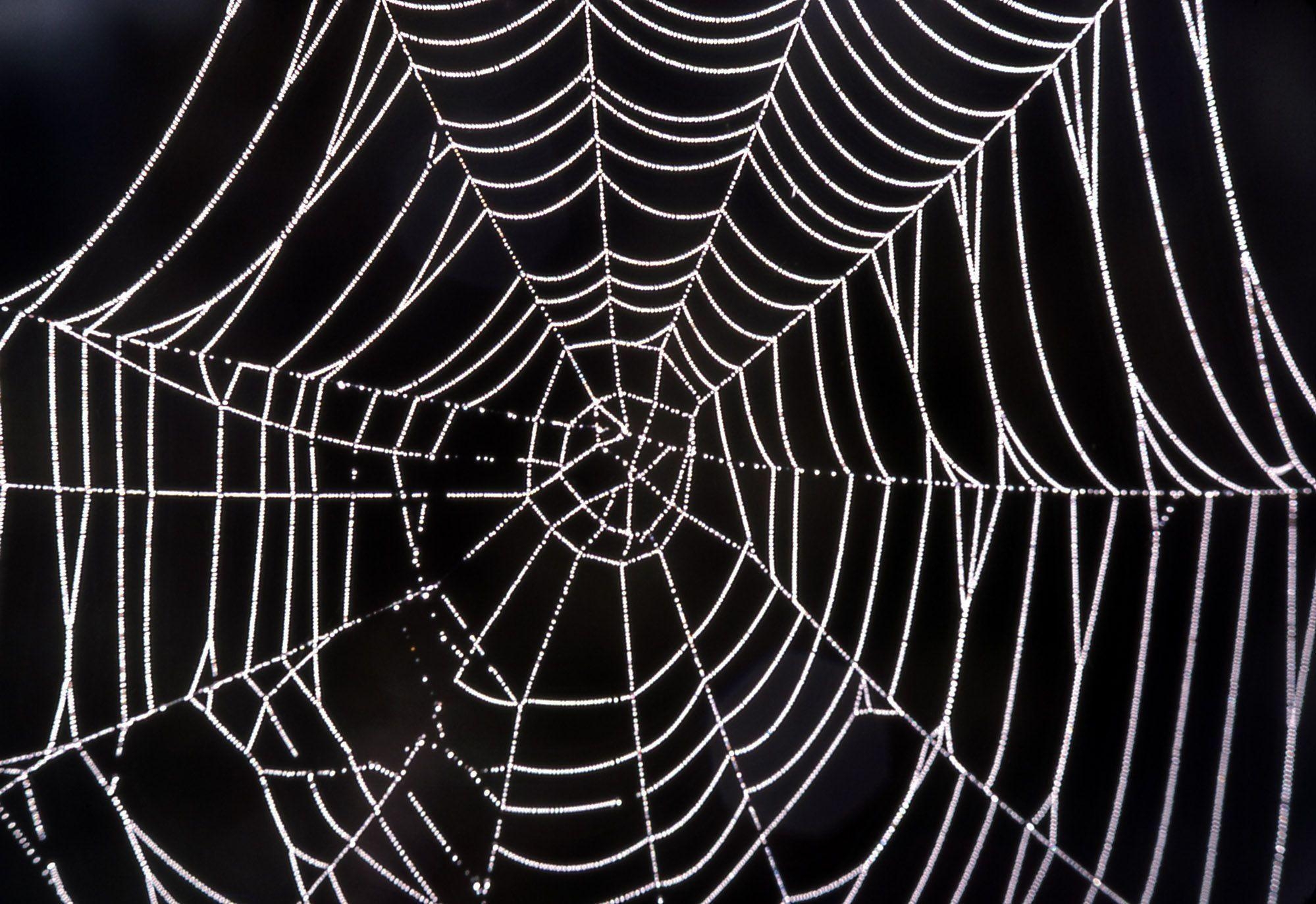 2000x1380 spider web wallpaper, Desktop