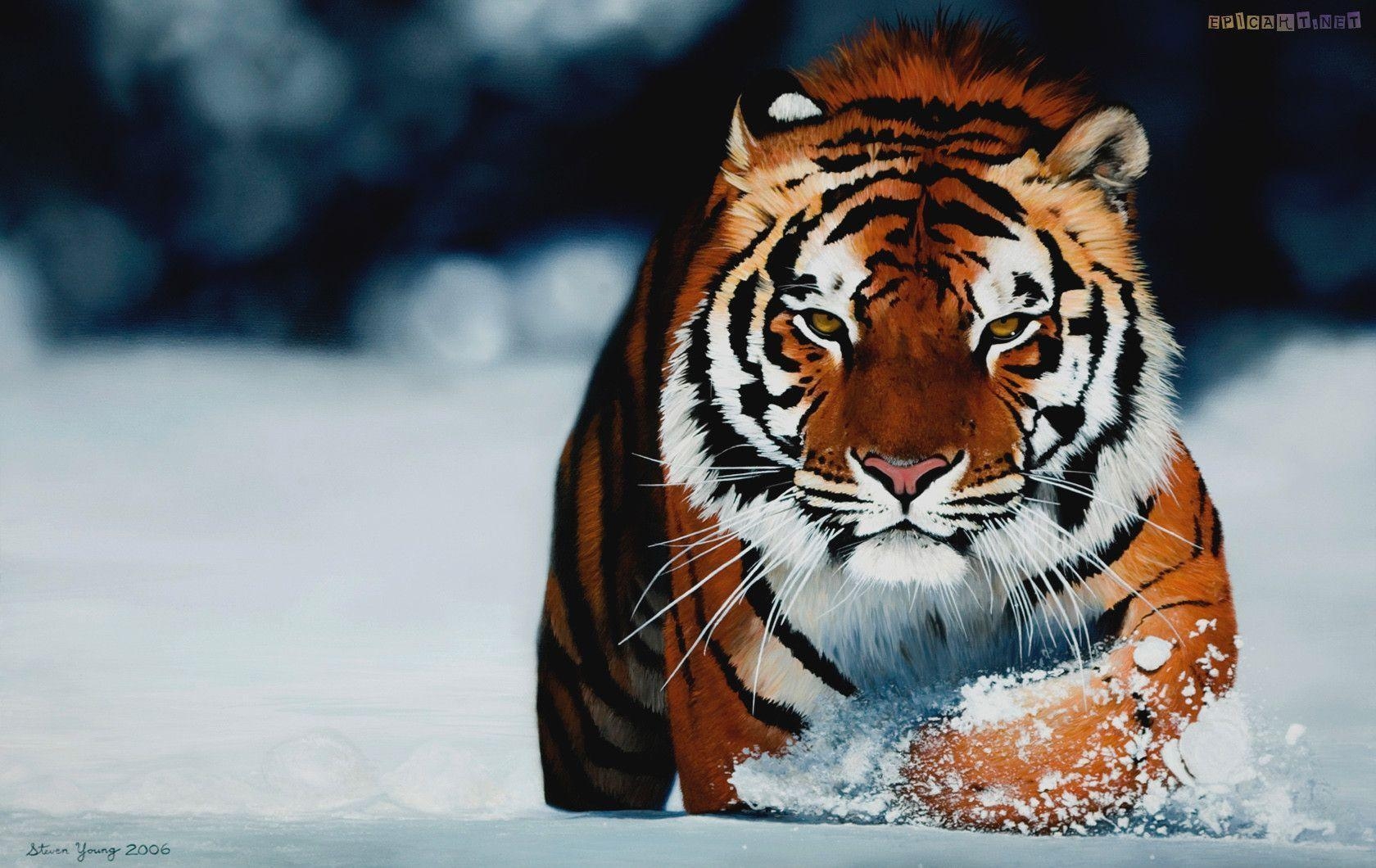 1680x1060 Tiger Wallpaper Wallpaper Inn, Desktop