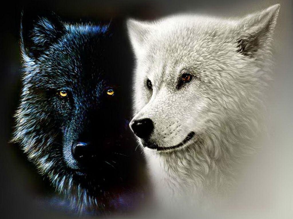 1030x770 Black and White Wolf, Desktop